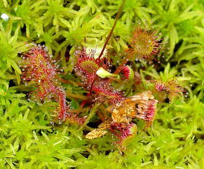 DROSERA ROTUNDIFOLIA